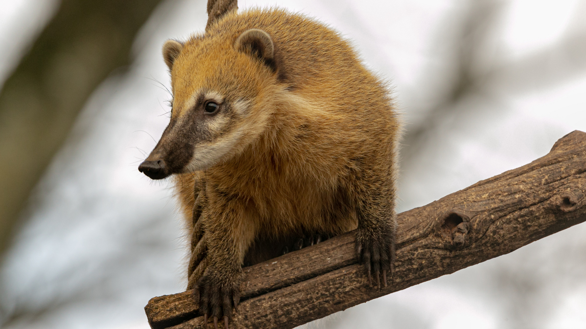 Kleine Nasenbär