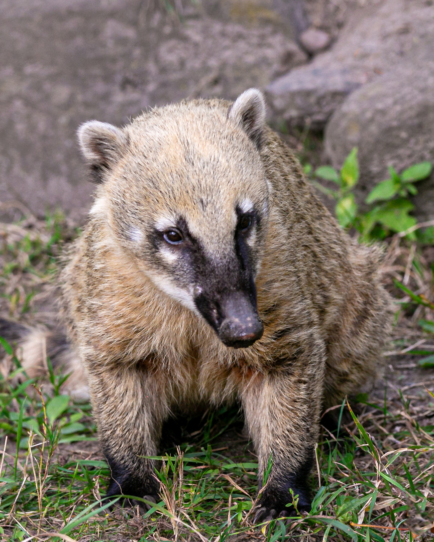 kleine Nasenbär