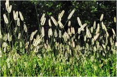 Kleine Natur 4