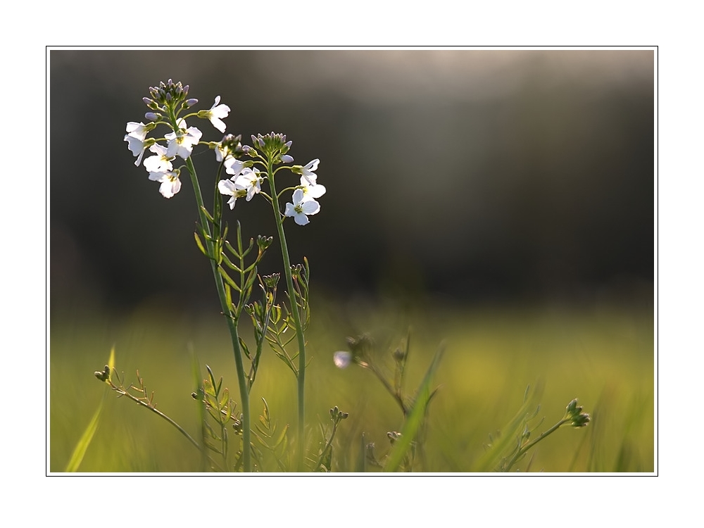 kleine Naturwelt (1)