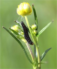 kleine Naturwelt 2012 (1)