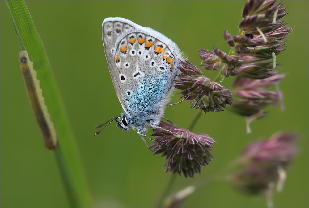 kleine Naturwelt 2012 (4)