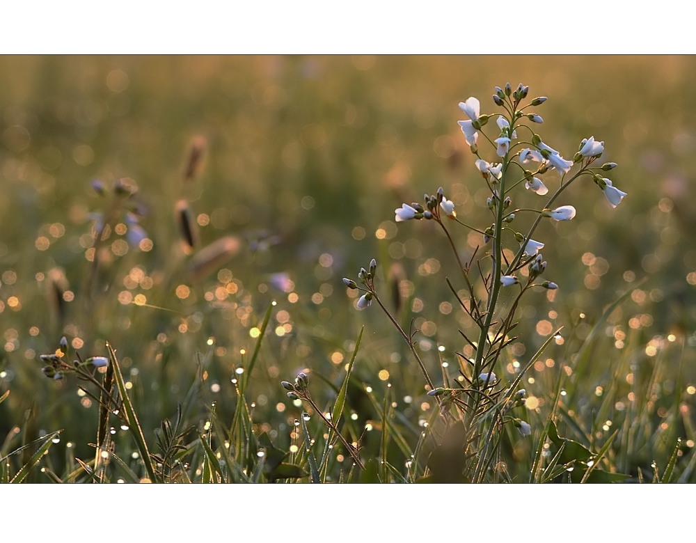 kleine Naturwelt (6)