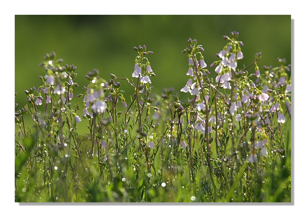 kleine Naturwelt (7)