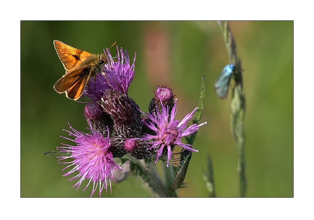 kleine Naturwelt zu Hause