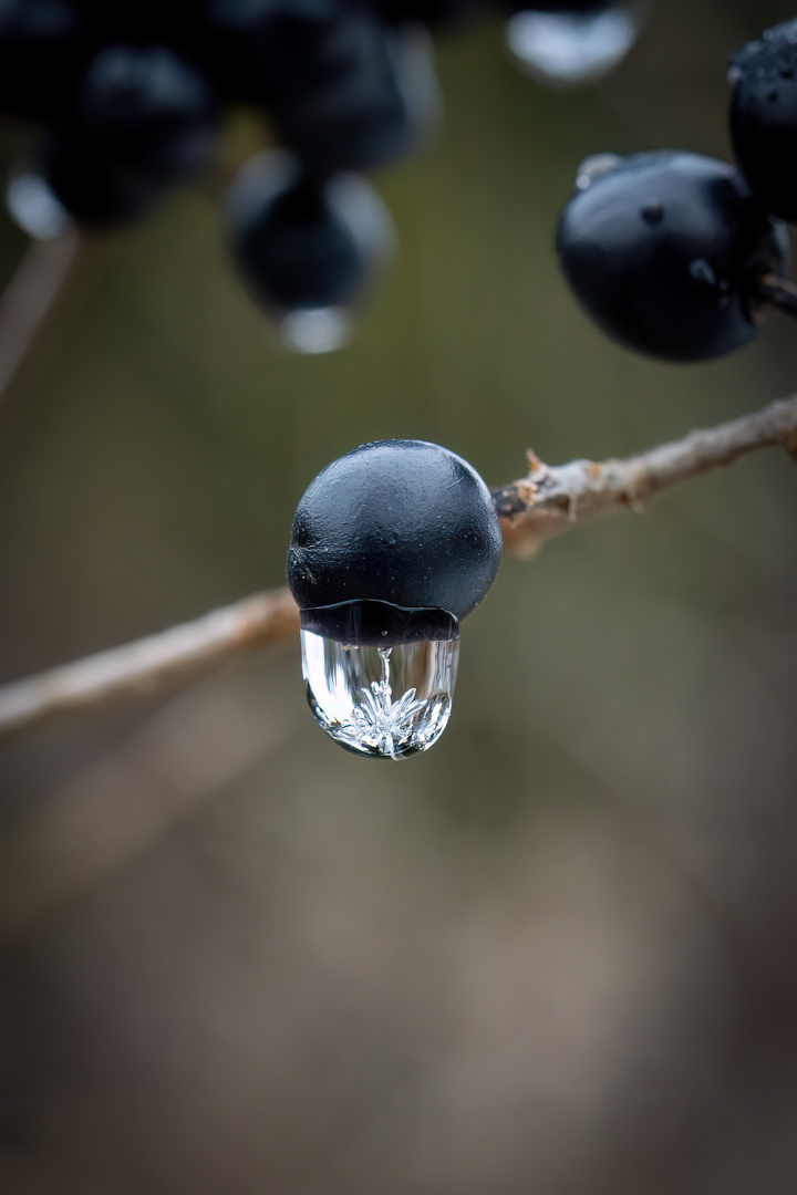 Kleine Naturwunder