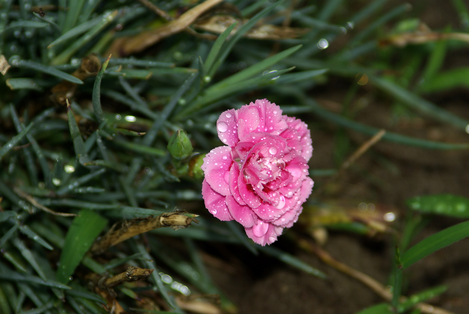 kleine Nelke