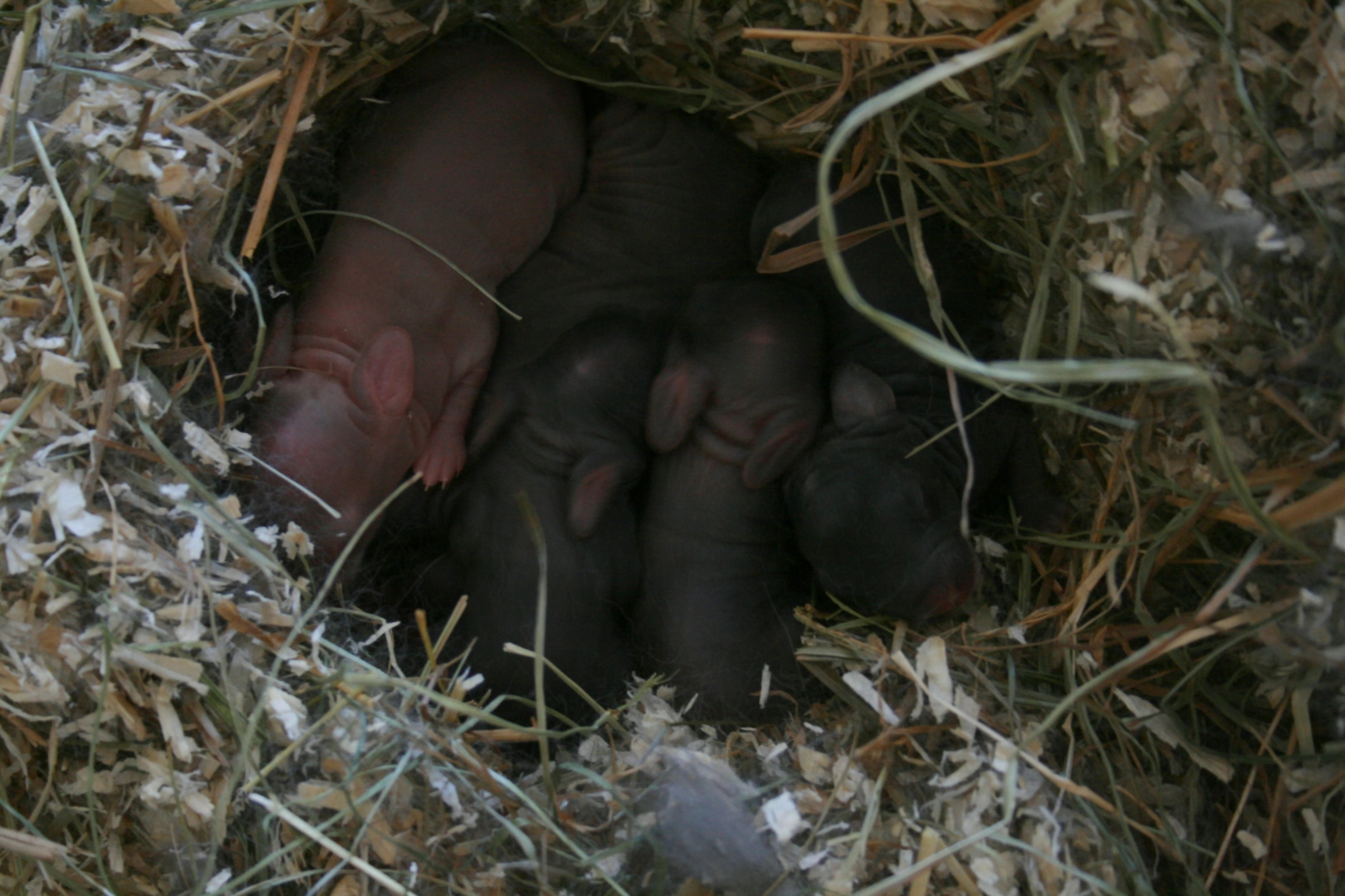 Kleine Nesthäkchen ;)