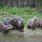 kleine neugierige Otter