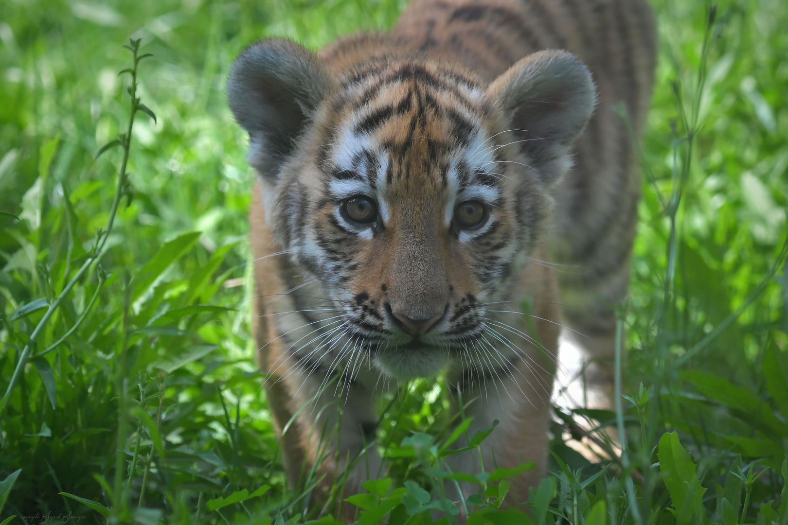 kleine neugierige Tigerlady