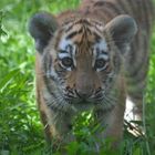 kleine neugierige Tigerlady