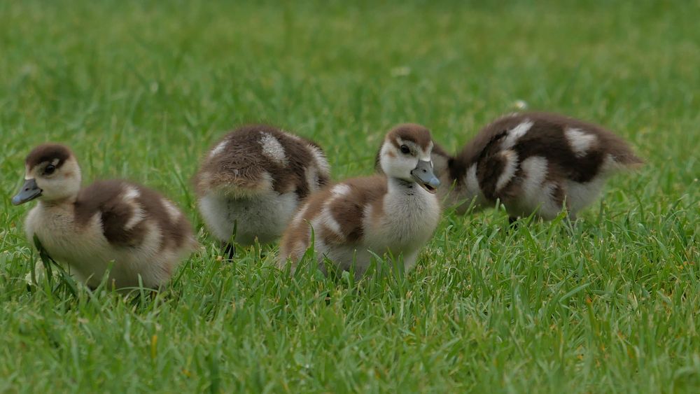 kleine Nilgänse