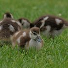 kleine Nilgänse