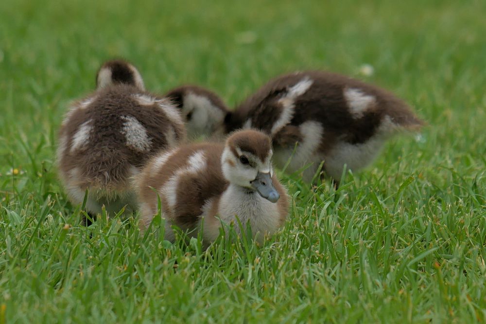 kleine Nilgänse