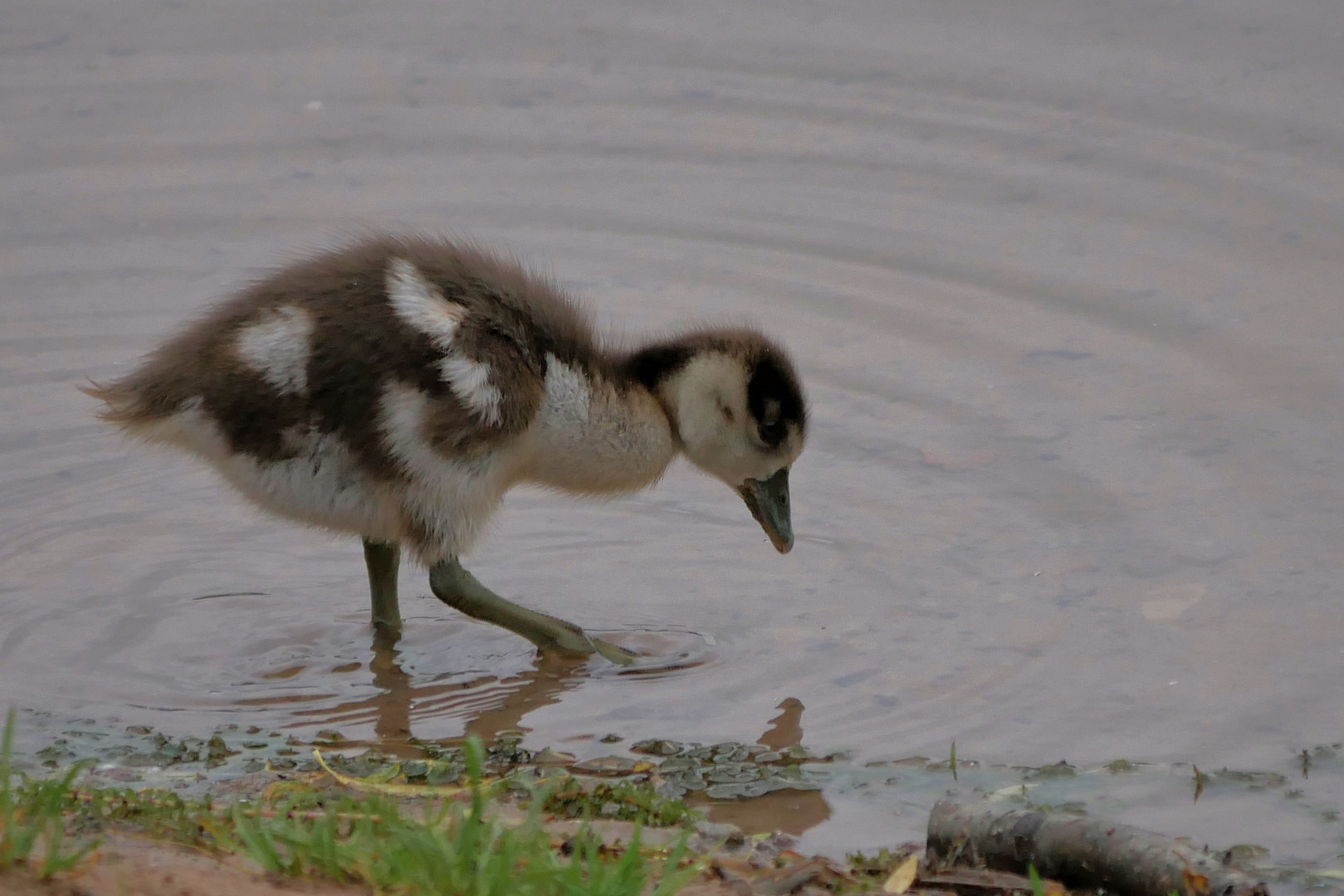 kleine Nilgänse