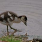 kleine Nilgänse