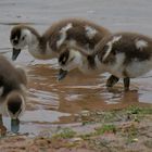 kleine Nilgänse