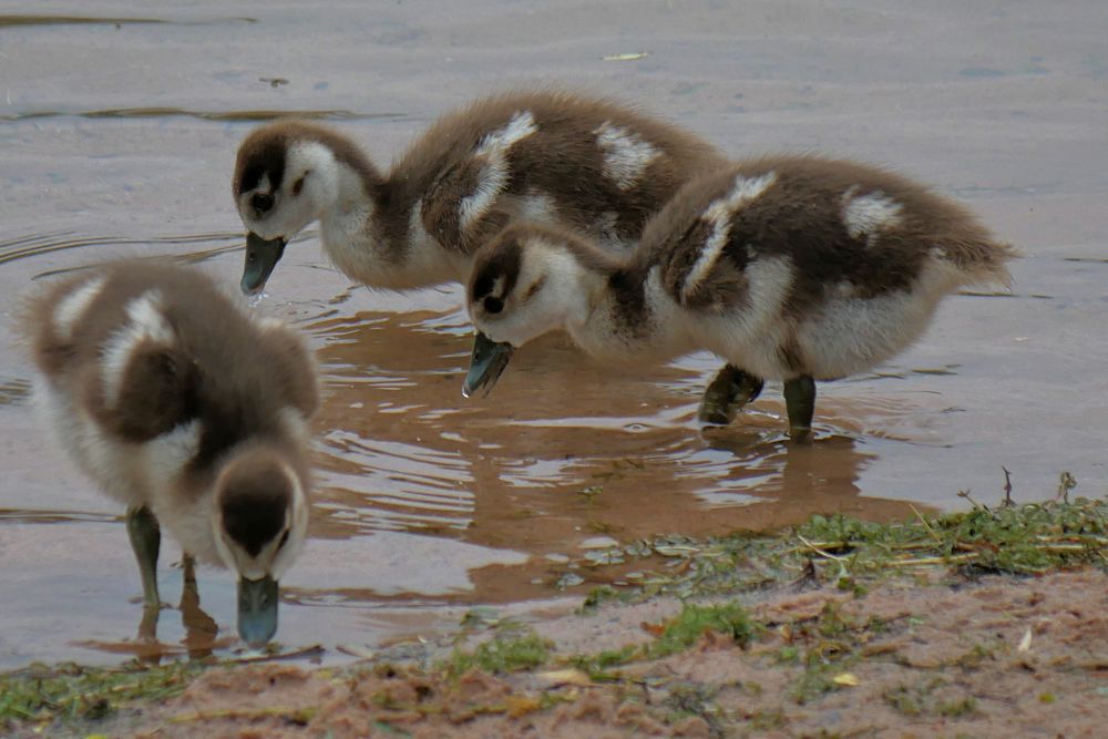 kleine Nilgänse