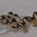 kleine Nilgänse