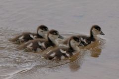 kleine Nilgänse