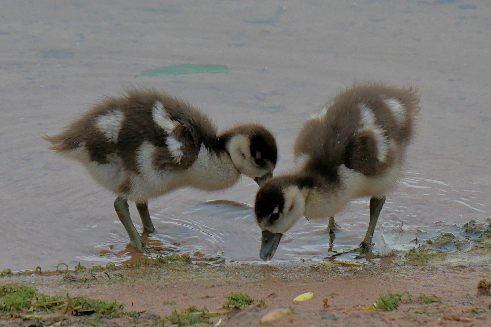 kleine Nilgänse