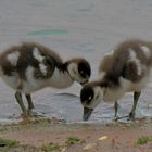 kleine Nilgänse