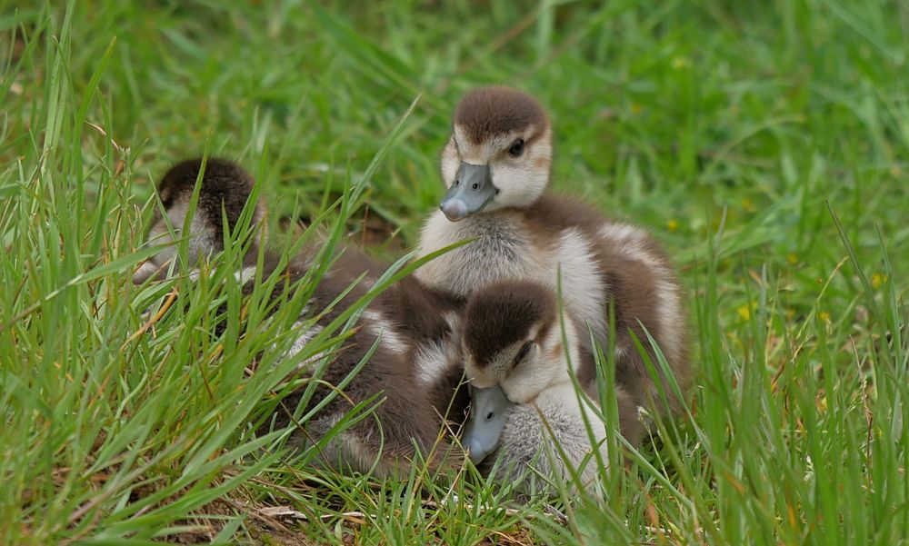 kleine Nilgänse