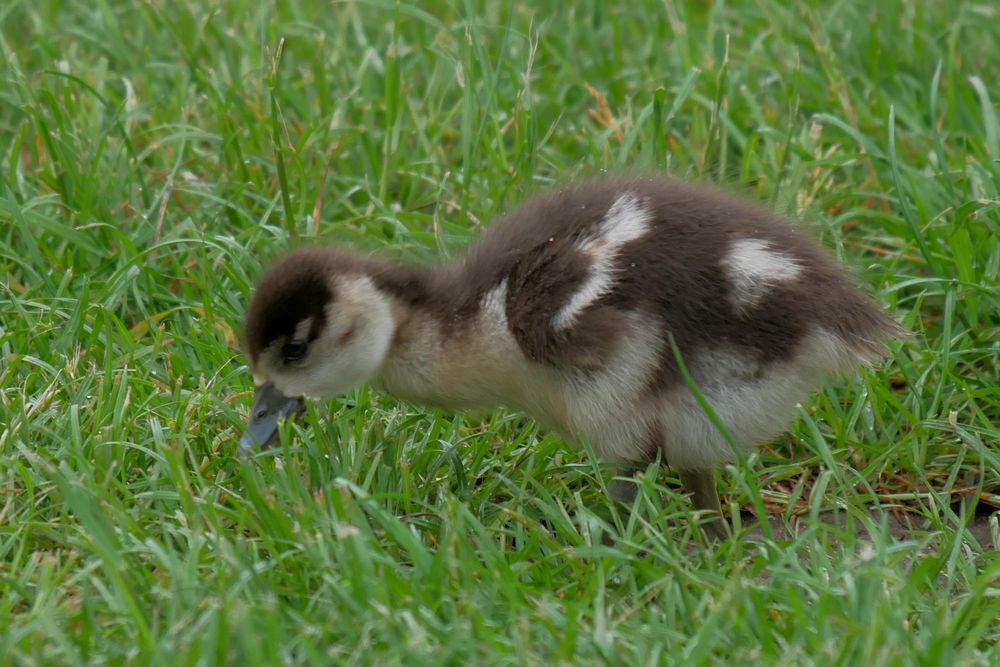 kleine Nilgänse