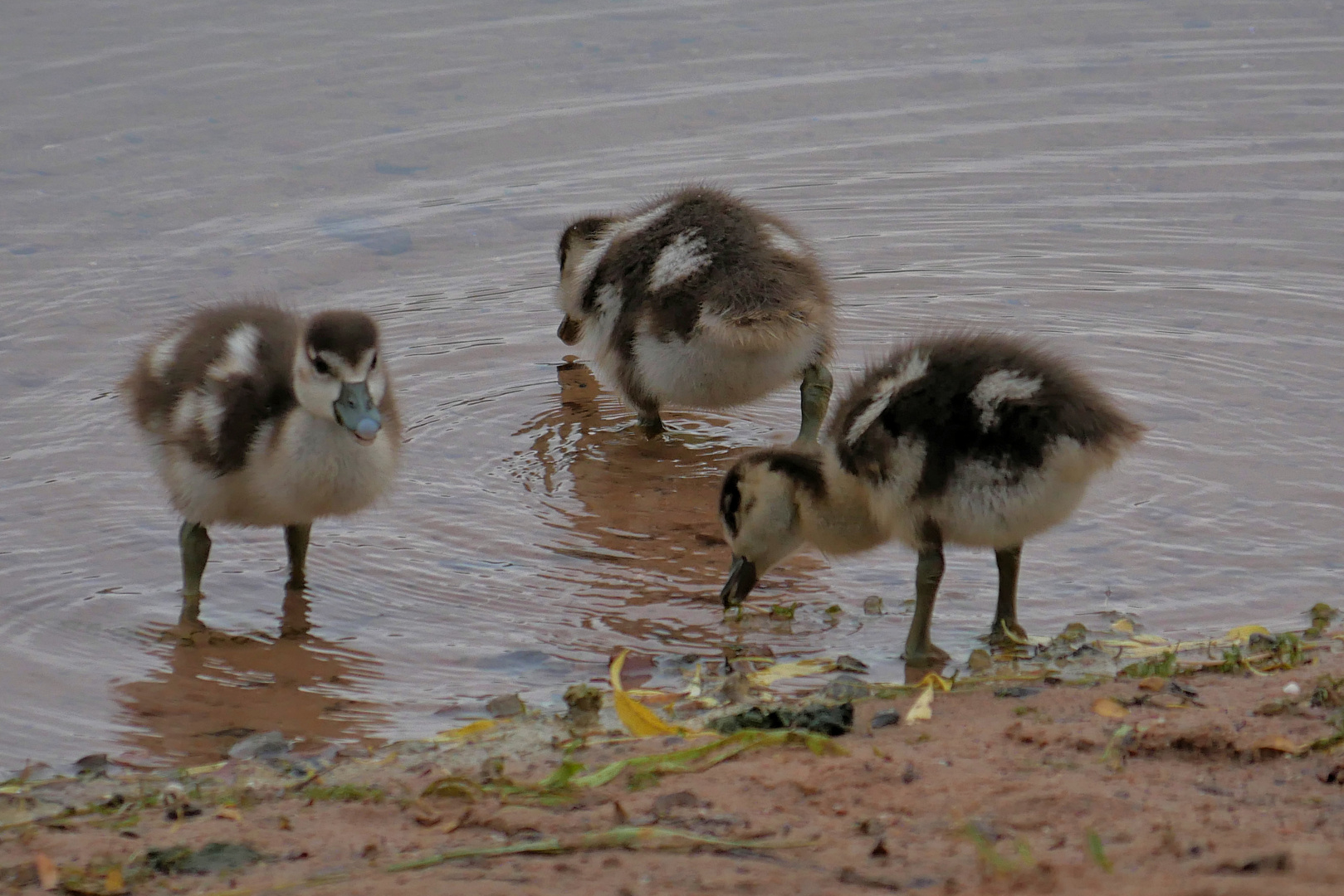 kleine Nilgänse