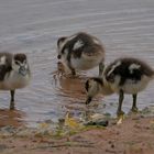 kleine Nilgänse