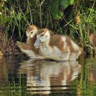 Kleine Nilgänse