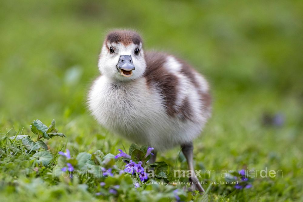 Kleine Nilgans