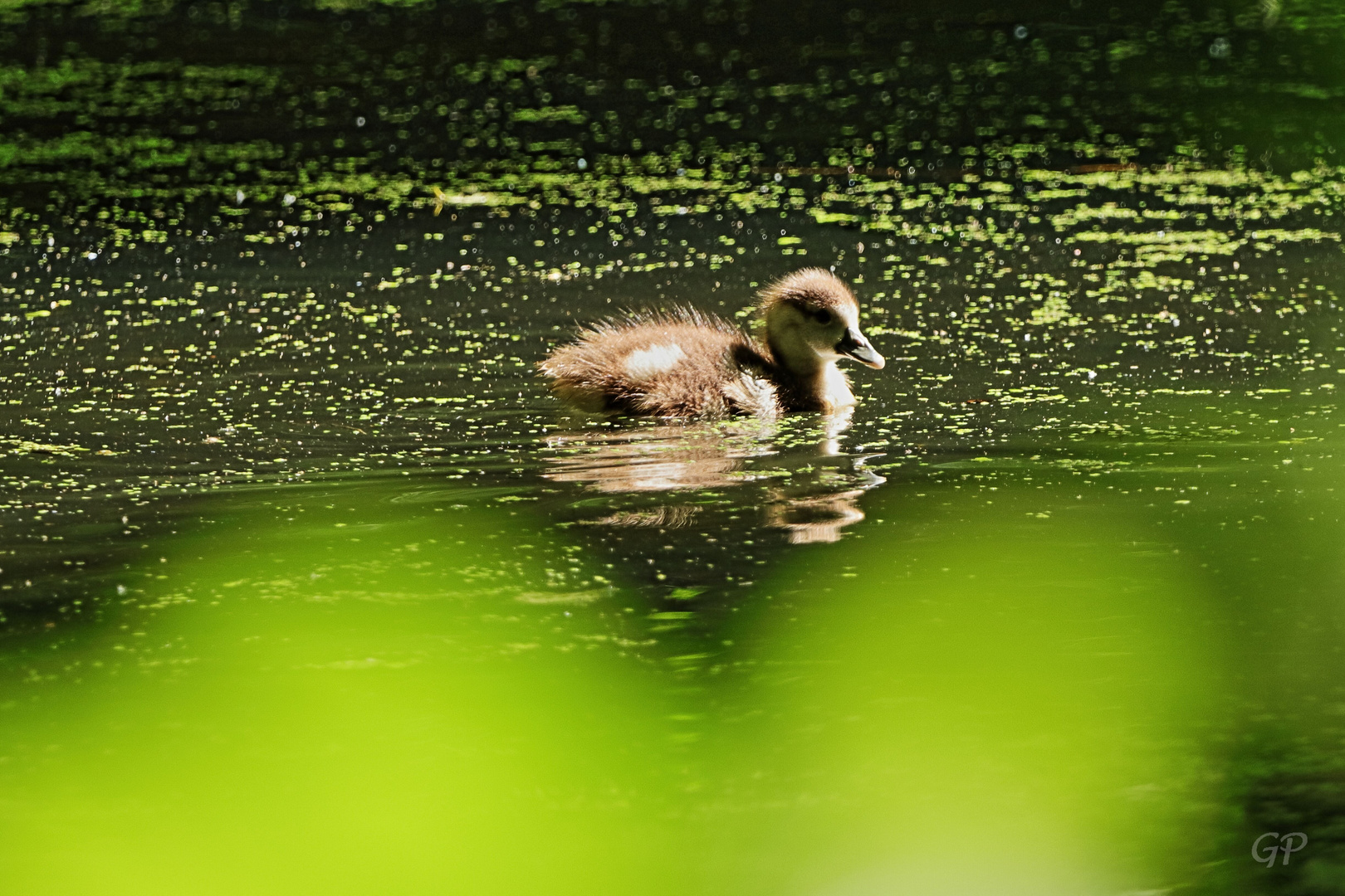 kleine Nilgans