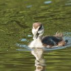 kleine Nilgans