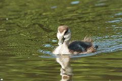 kleine Nilgans