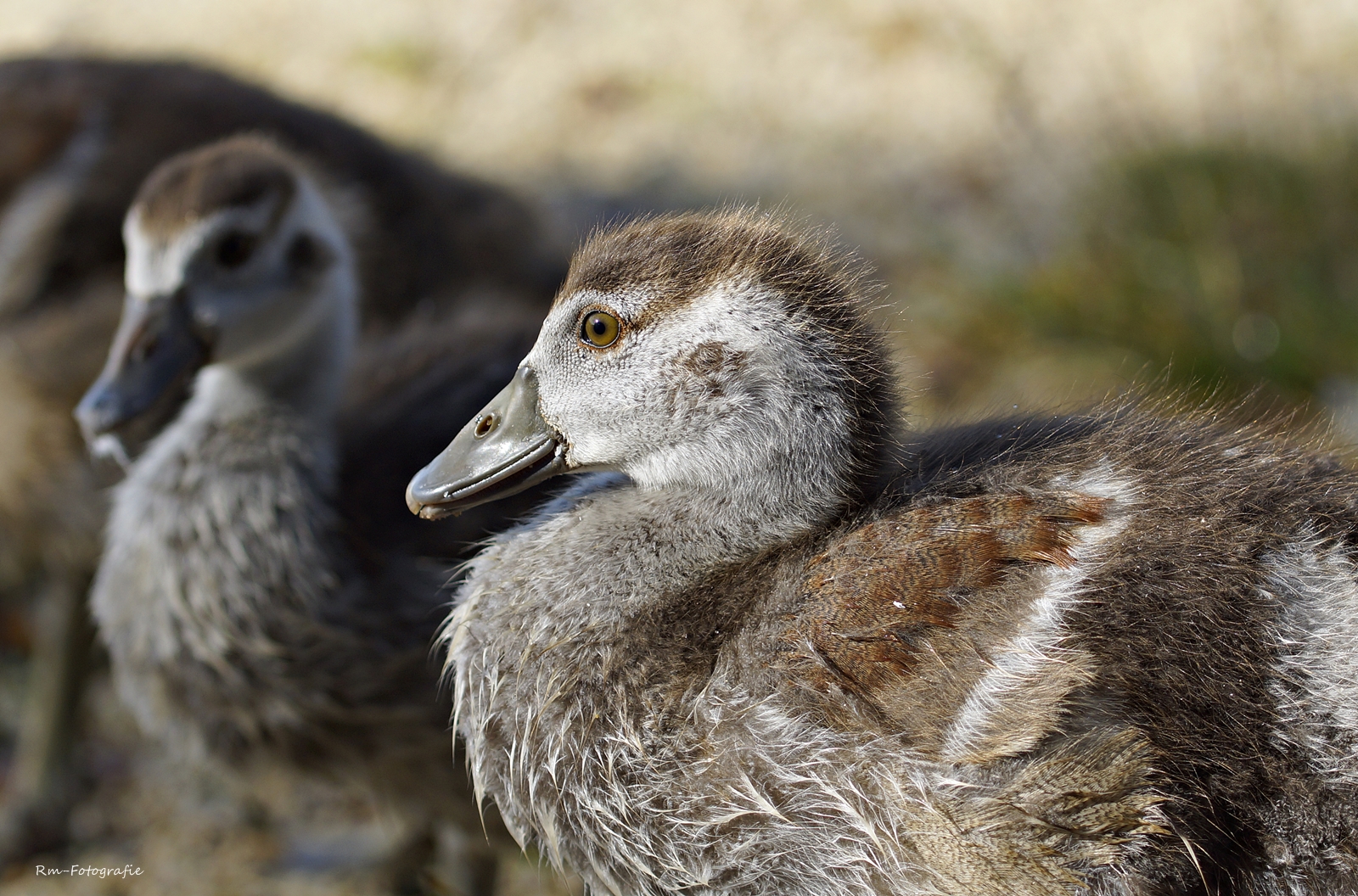 kleine Nilgans