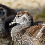 kleine Nilgans