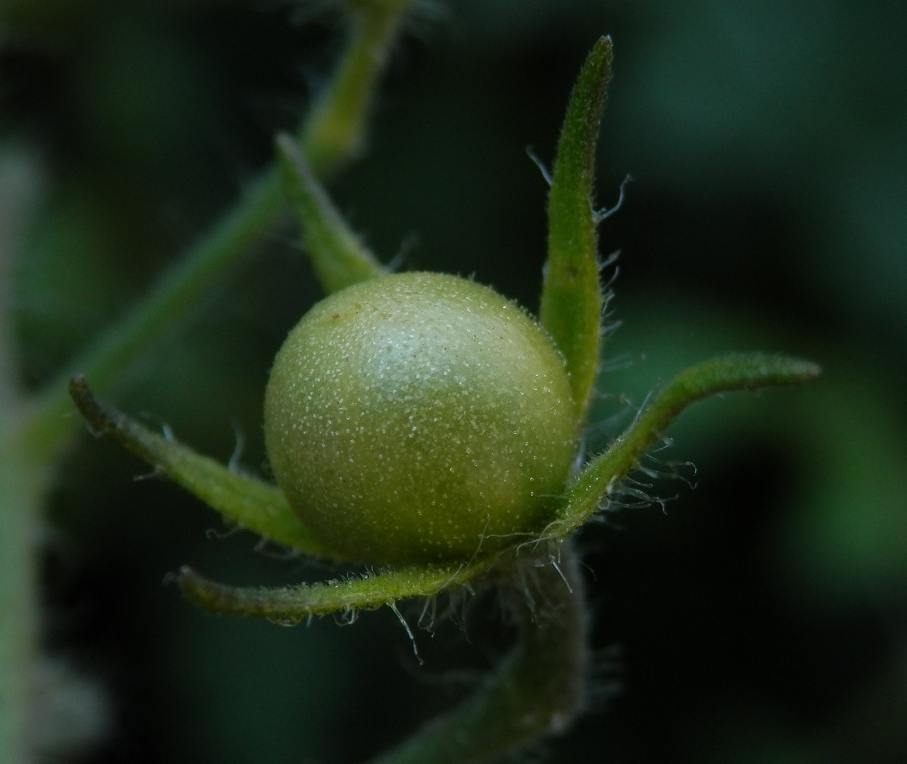 Kleine, noch unreife Tomate