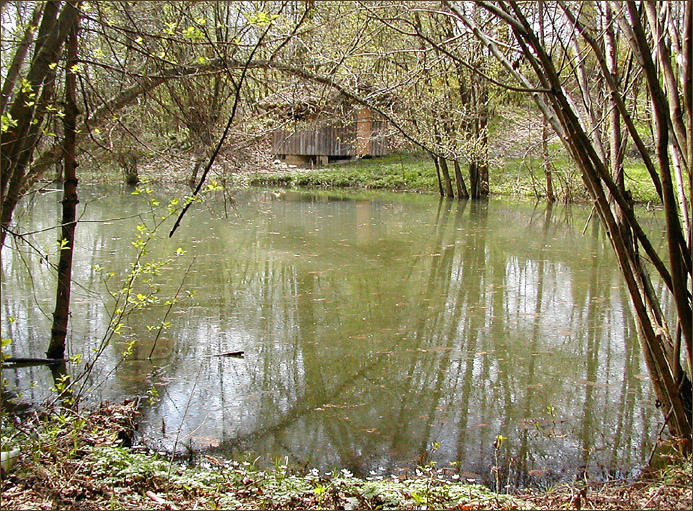 Kleine Oase im Wald