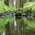 Kleine Oase - Waldbach