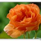 kleine orange Rose