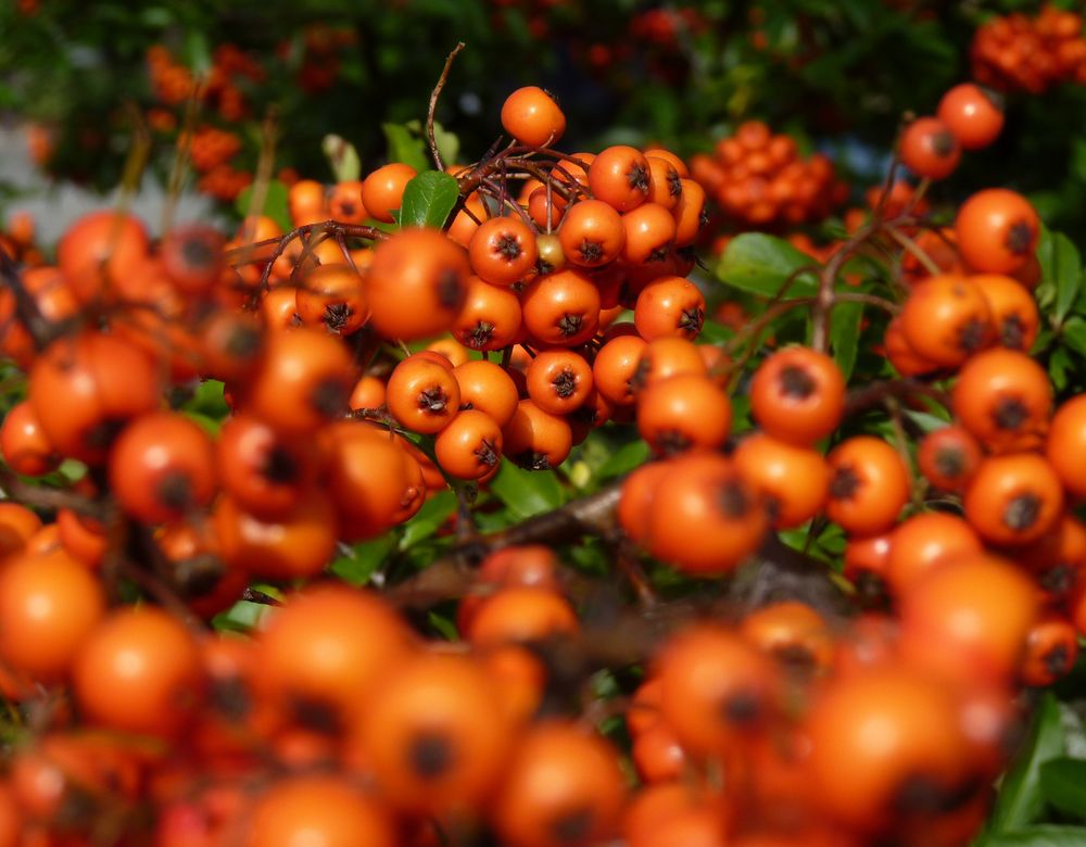 Kleine Orange(n) Foto & Bild pflanzen, pilze & flechten, früchte und beeren, natur und mehr