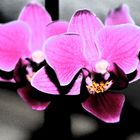 kleine orchidee