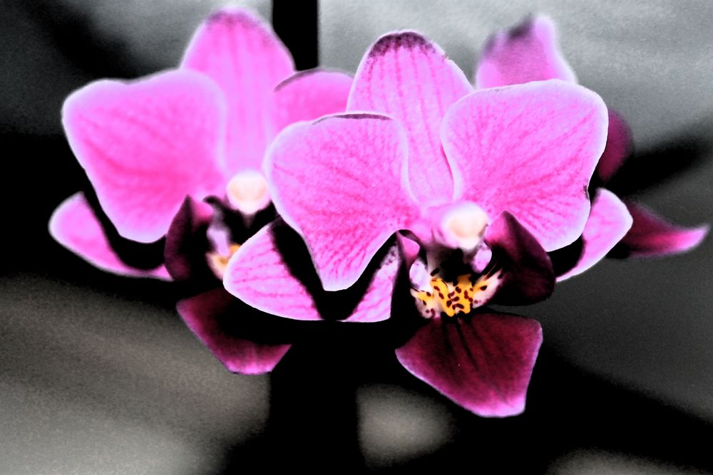 kleine orchidee