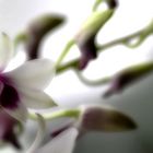 kleine Orchidee