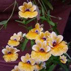 kleine Orchidee