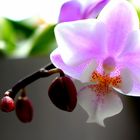 kleine orchidee ganz groß