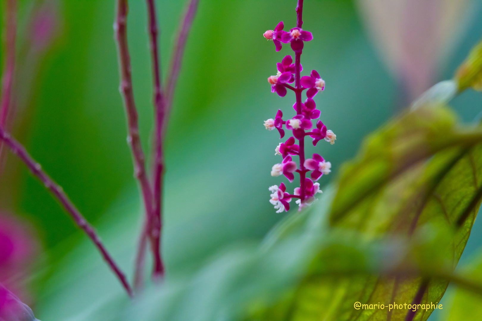 kleine Orchideen