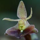 Kleine Orchideen-Schöhnheit
