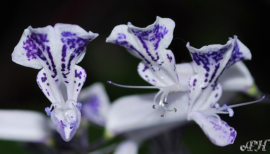 Kleine Orchideen Schönheit